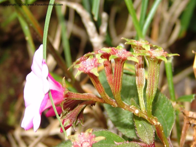 Salpinga maranonensis, DNeill15939--Ecuador. Prv. Zam. Ch. C del Condor. Wawaime plot. 22 Sep 07. 324.jpg