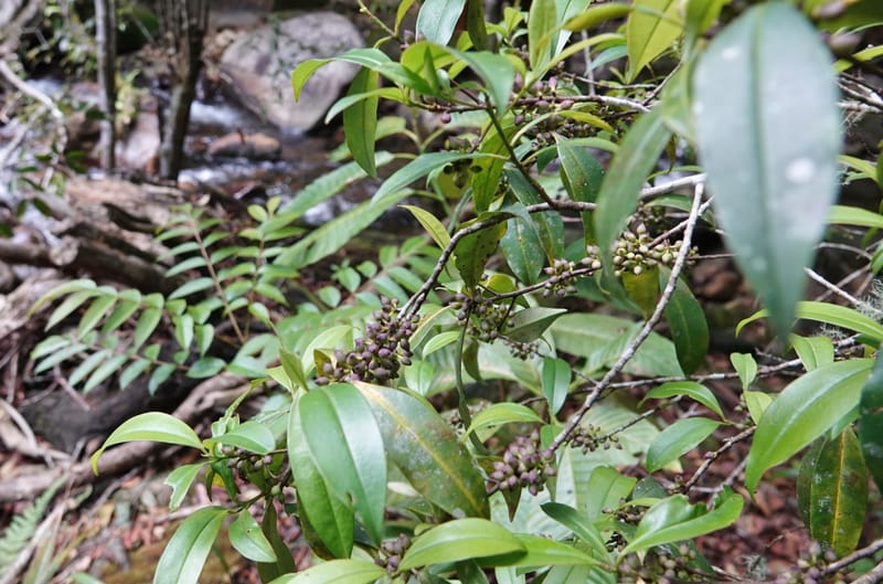 Rapanea faberi, D. Boufford 44108--China. Yunnan. Lao jun Shan. 30 Apr 2018. DSC00424 (307).JPG