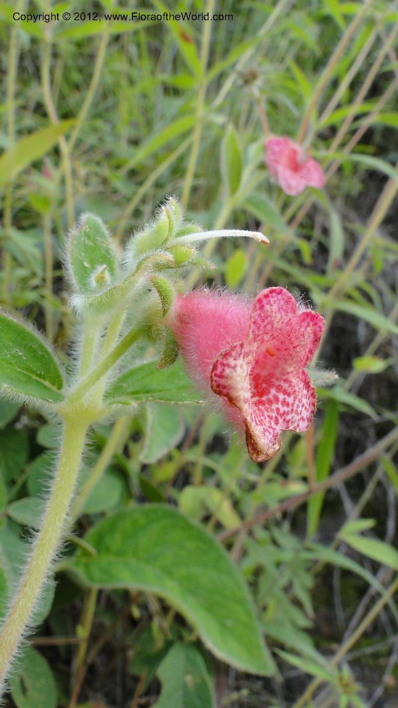 Kohleria rugata, J. Martinez Melendez 2205--MX. Chiapas. Tres Picos. 19 Sept 2010. 260 (2).jpg