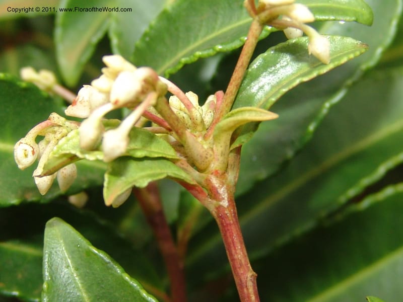 Ardisia, ROR1572--Madag.  Parc Nat. Montagne d'Ambre. 10 Nov 06. 018.jpg