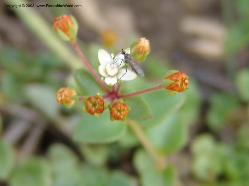 Crassula brachypetala--So.Africa. E. Cape. R58 SE of Barkly East.10 Mch 05. 239.jpg