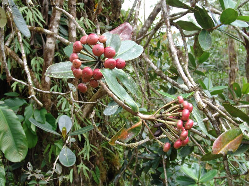Croat94752--Ecuador. Prov. Carchi. El Chical, twd El Carmen. 17 Feb 05. 213.jpg