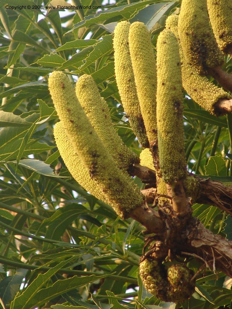 Cussonia spicata--So.Africa. Mpumal. Buffelskloof Private Nat. Res. 17 Mch 05. 334.jpg