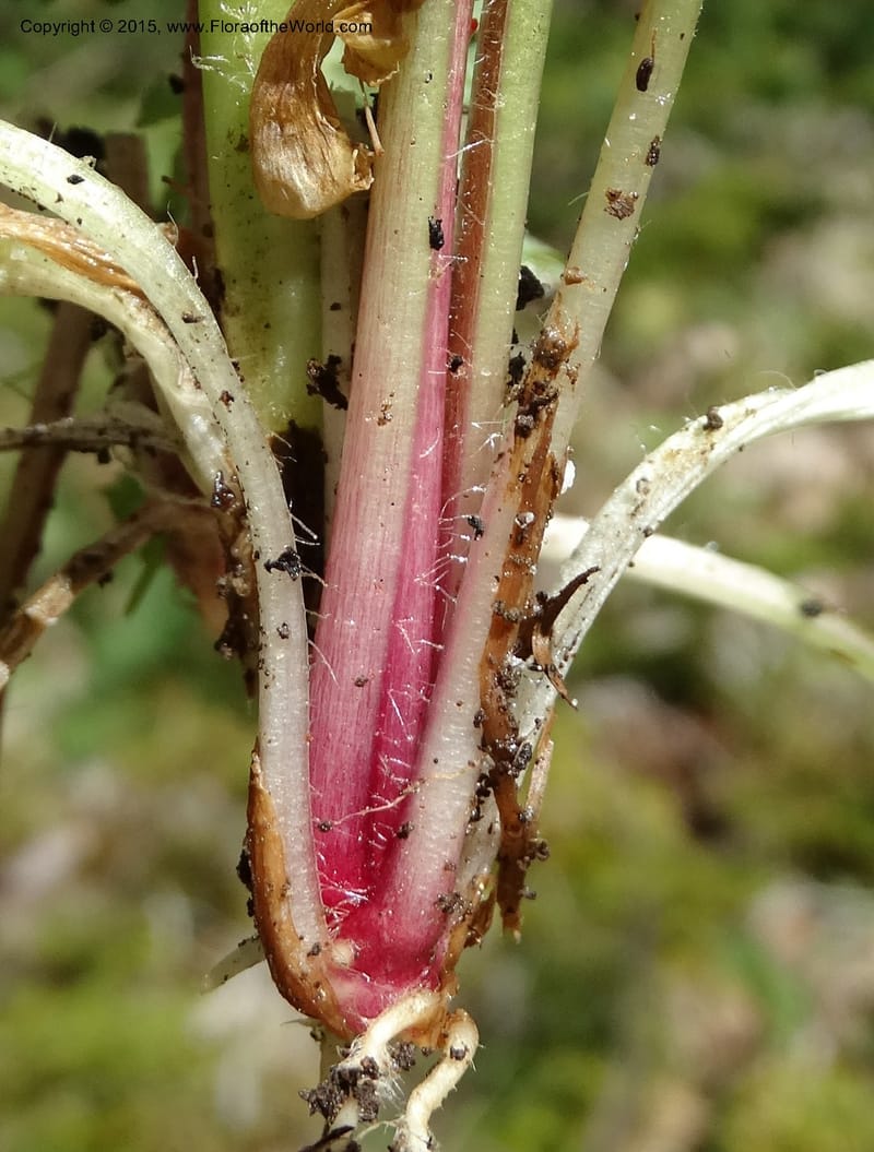 Pedicularis canadensis, Davidson, C 12963--North Carolina. Trans. Co. NC 215 and BRP. 12 May 2015. DSC04292 (70).JPG