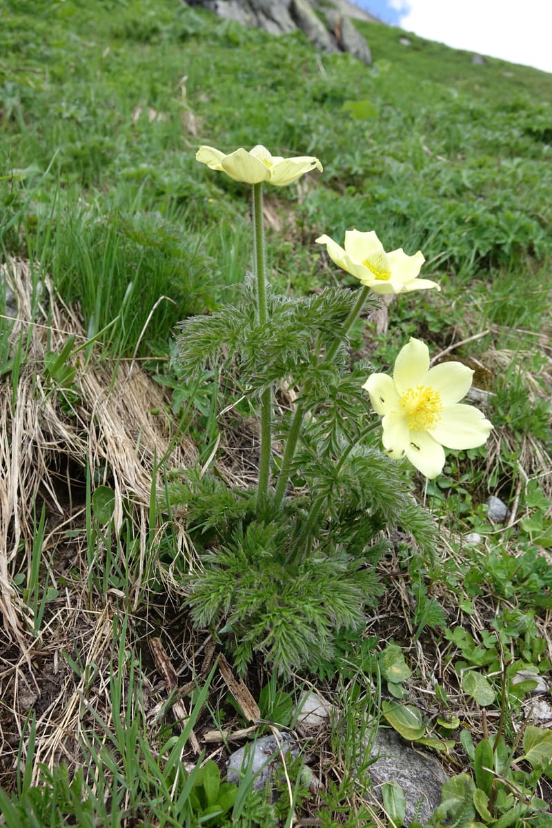 Pulsatilla alpina, Davidson, C 13235b--Switzerland. N of Hotel Belvedere on Grimselpass rd. 1 Jul 2016. DSC07465 (13).JPG