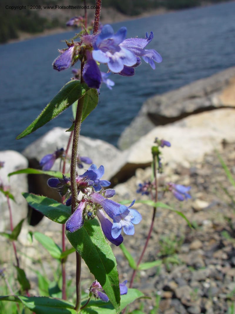 Penstemon albertinus, CDavidson10988--ID. Valley Co. Payette Lake. 12 Jun 03. 053.jpg