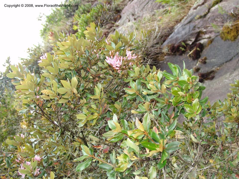 Bejaria aestuans--Peru. Macchu Pichu. 23 Oct 07. 237.jpg