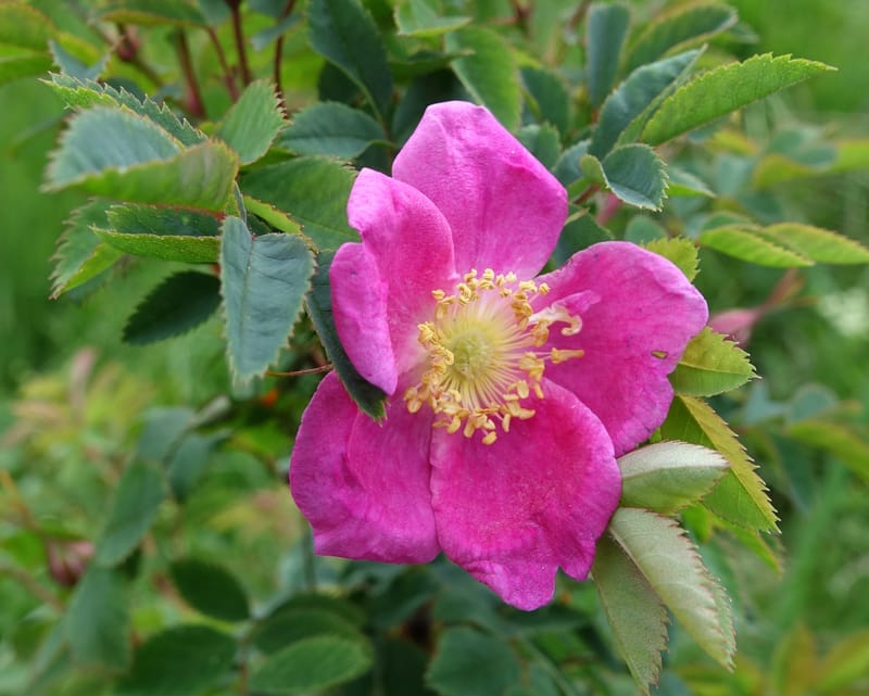 Rosa pendulina, Davidson, C 13265--Switzerland. Oberwald. Chapel St. Nikolas. 2 Jul 2016. DSC07728 (751).JPG