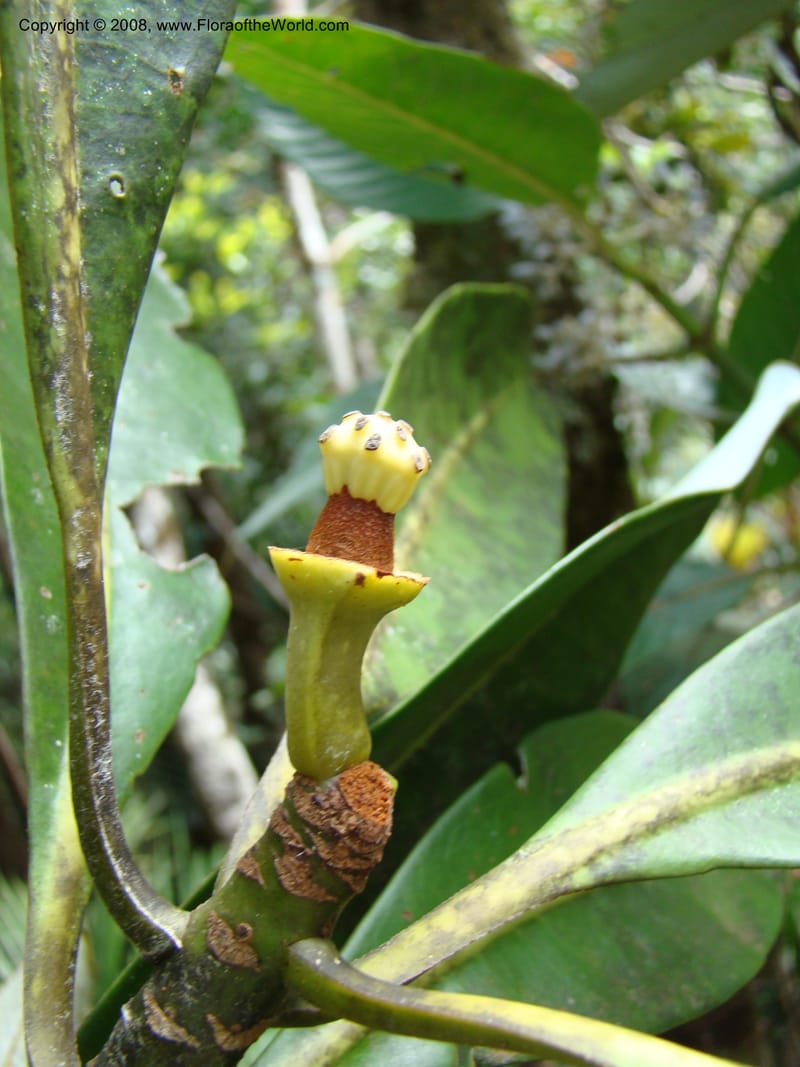 Zygogynum, JMunzinger4845--New Caledonia. Plateau de Dogny. 19 Nov 07. 174.jpg