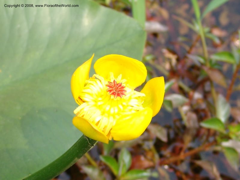 Nuphar pumila--China. Hubei. Wuhan Botanical Garden. 20 Apr 07. 138.jpg