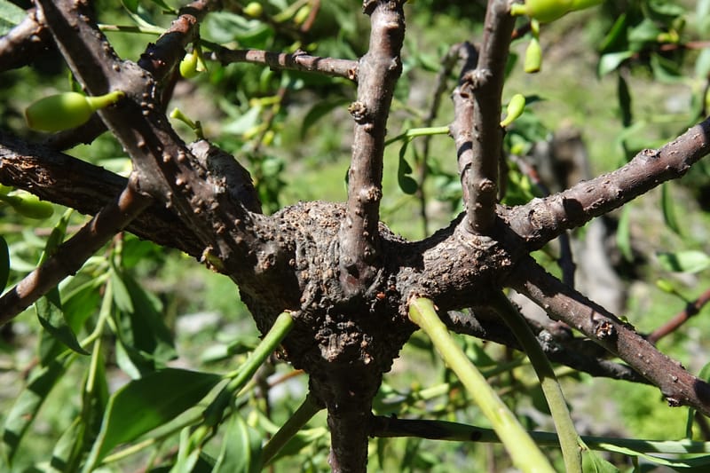 Taxillus delavayi var. delavayi, D. Boufford 43988--China. Sichuan. Yibailingba-gou. 12 Aug 2017. DSC04660 (562).JPG