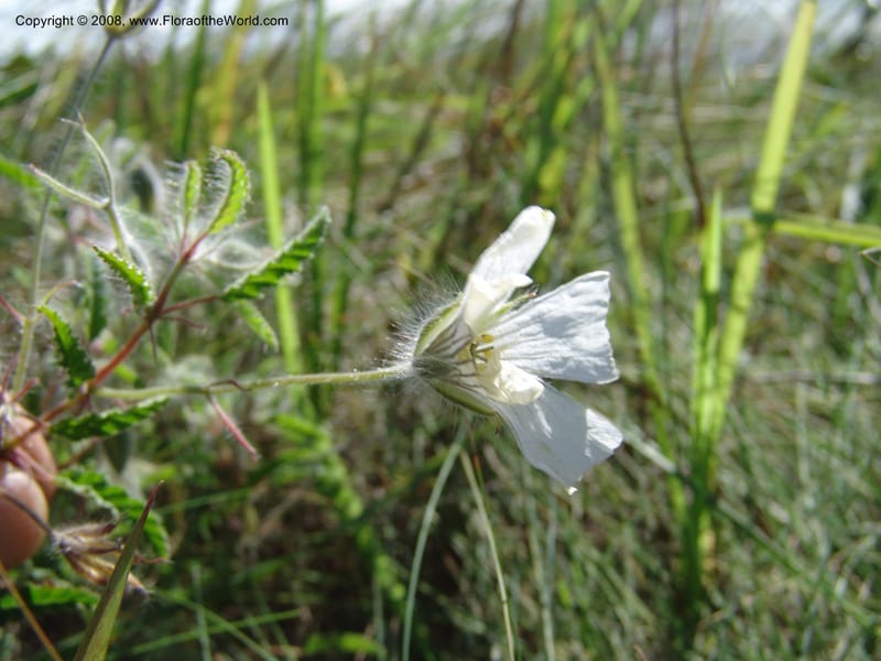 Monsonia praemorsa--So.Africa. E. Cape. Umtamvuna Nat. Res. 11 Mch 05. 312.jpg