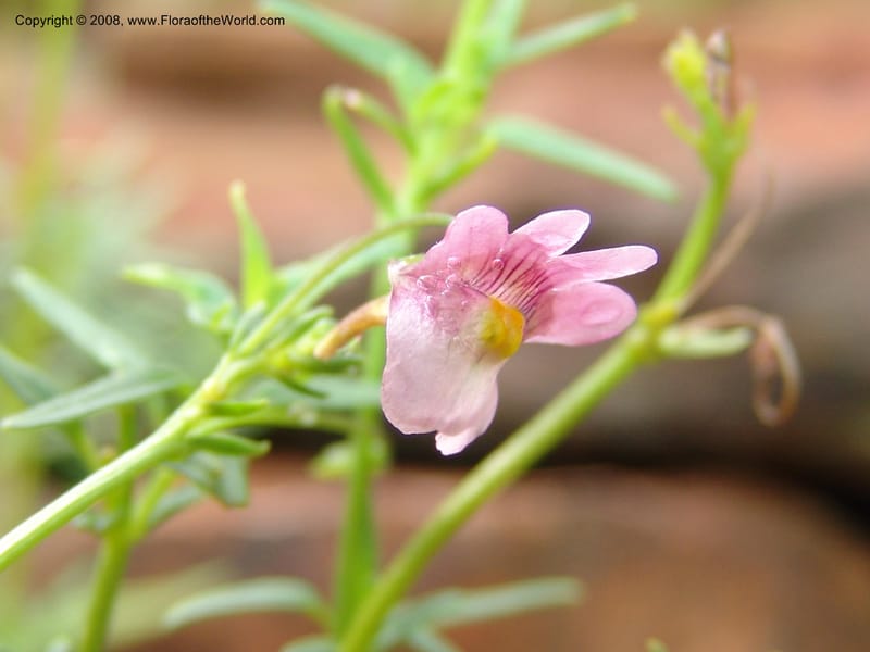 Nemesia fruticans--So.Africa. Mpmal. R37 to Lydenburg.16 Mch 05. 051.jpg