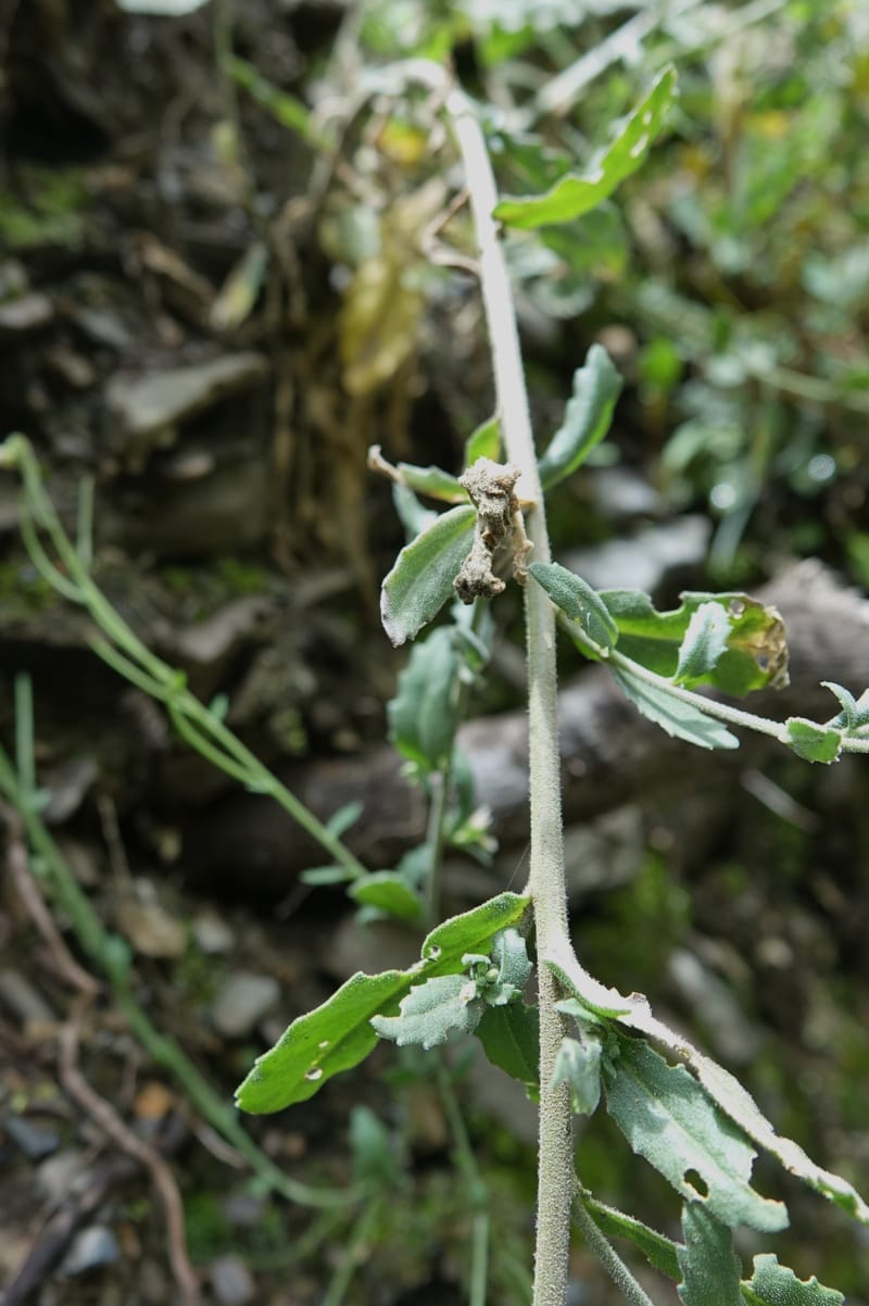 Arabis pycnocarpa var. pycnocarpa, D. Boufford 44001--China. Sichuan. Yibailingba-gou. 12 Aug 2017. DSC04660 (149).JPG