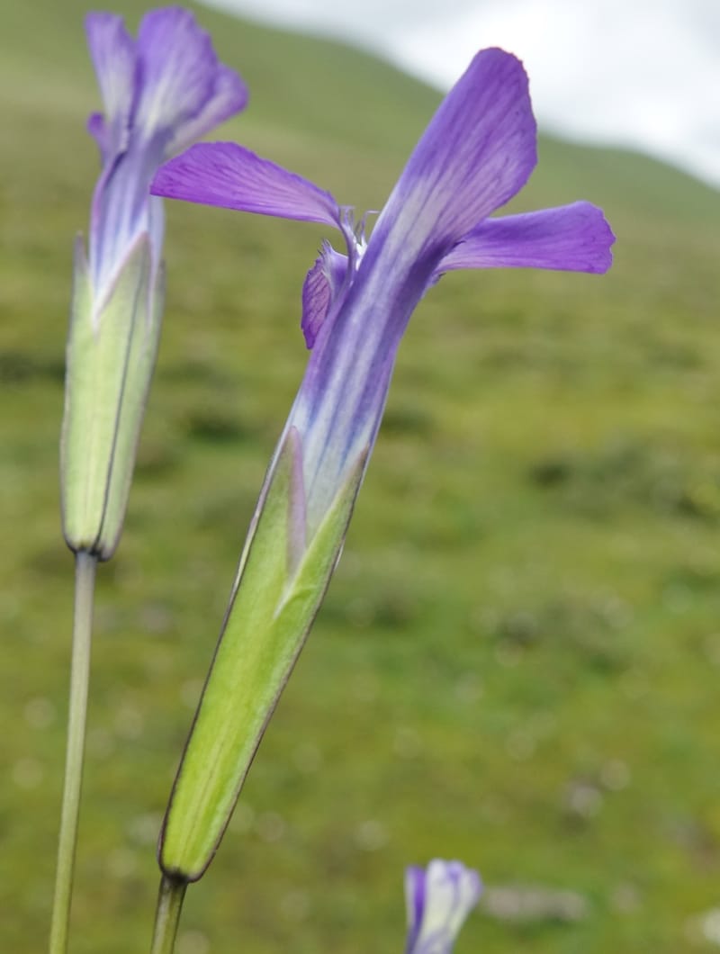 Gentianopsis paludosa var paludosa, D. Boufford 44046--China. Sichuan. Yajiang Xian, between Litang and Yajiang. 16 Aug 2017. DSC06537 (46).JPG