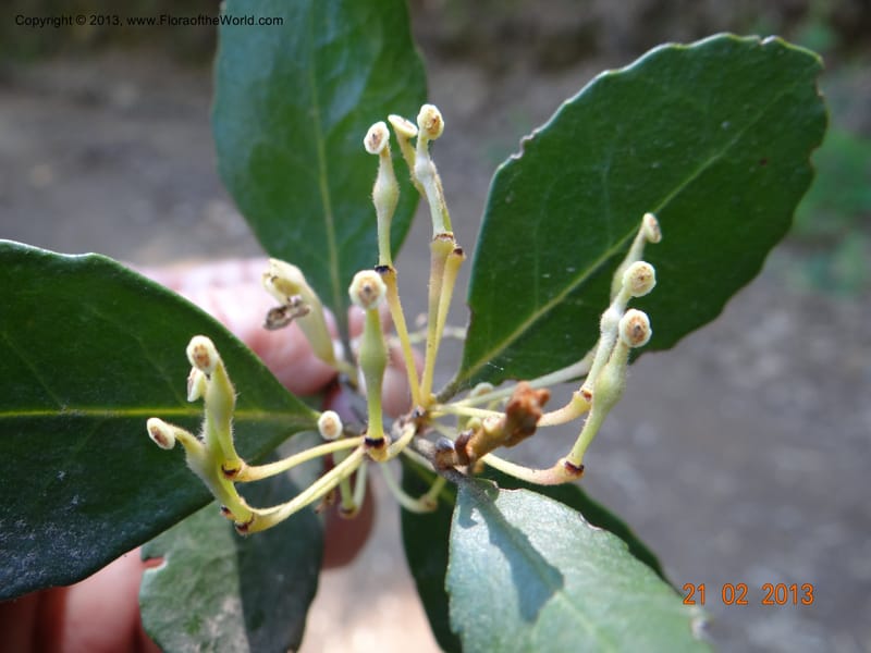 Lomatia dentata, W. D. Stevens 34157--Chile, PN Siete Tazas. 21 Feb 2013  99387 (6).JPG