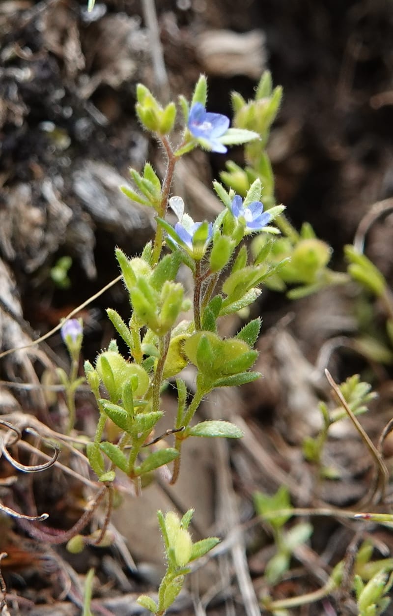 Veronica arvensis, C. Davidson 13751--Oregon. Wallowa Co. Zumwalt.Trail Cr. Rd. 4 Jun 2018. DSC04078 (36).JPG