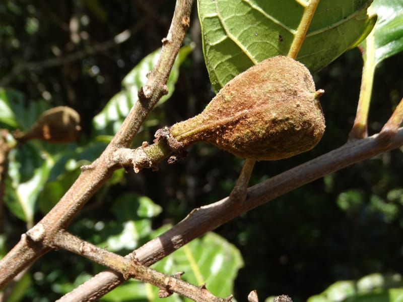 Cupaniopsis, Munzinger, J 7412--New Caledonia. Mont Dzumac. 12 Nov 2015. DSC01563 (392).JPG