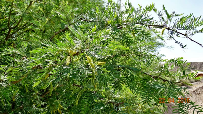 Prosopis glandulosa torreyana, Davidson, C 13168--California, Afton Canyon, 22 Apr 2016  8301 (7).JPG