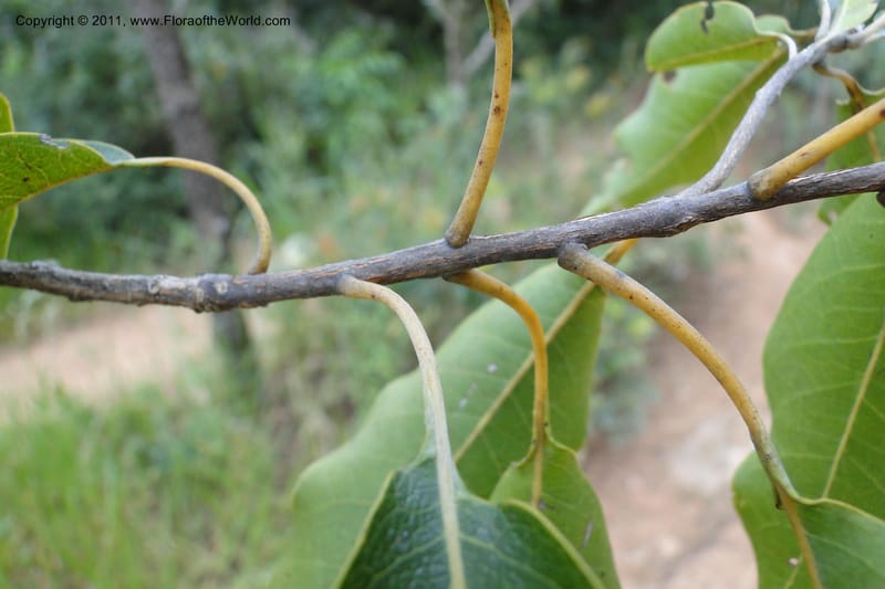 Terminalia, W. D. Stevens 31213--Paraguay. Edo. Concepcion. Garay Cue. 19 Mar 2011. 163 (9).jpg