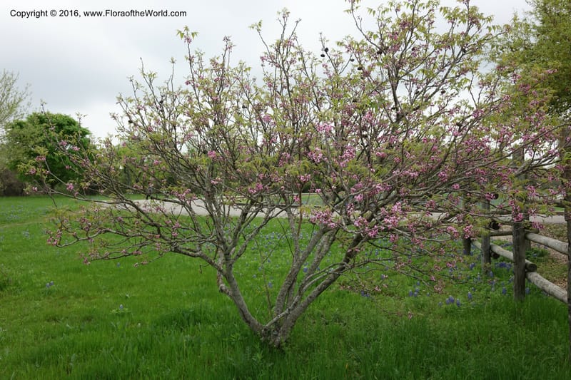 Ungnadia speciosa, Davidson, C 13072--Texas. Galveston. 18 Mar 2016. DSC00038 (55).JPG