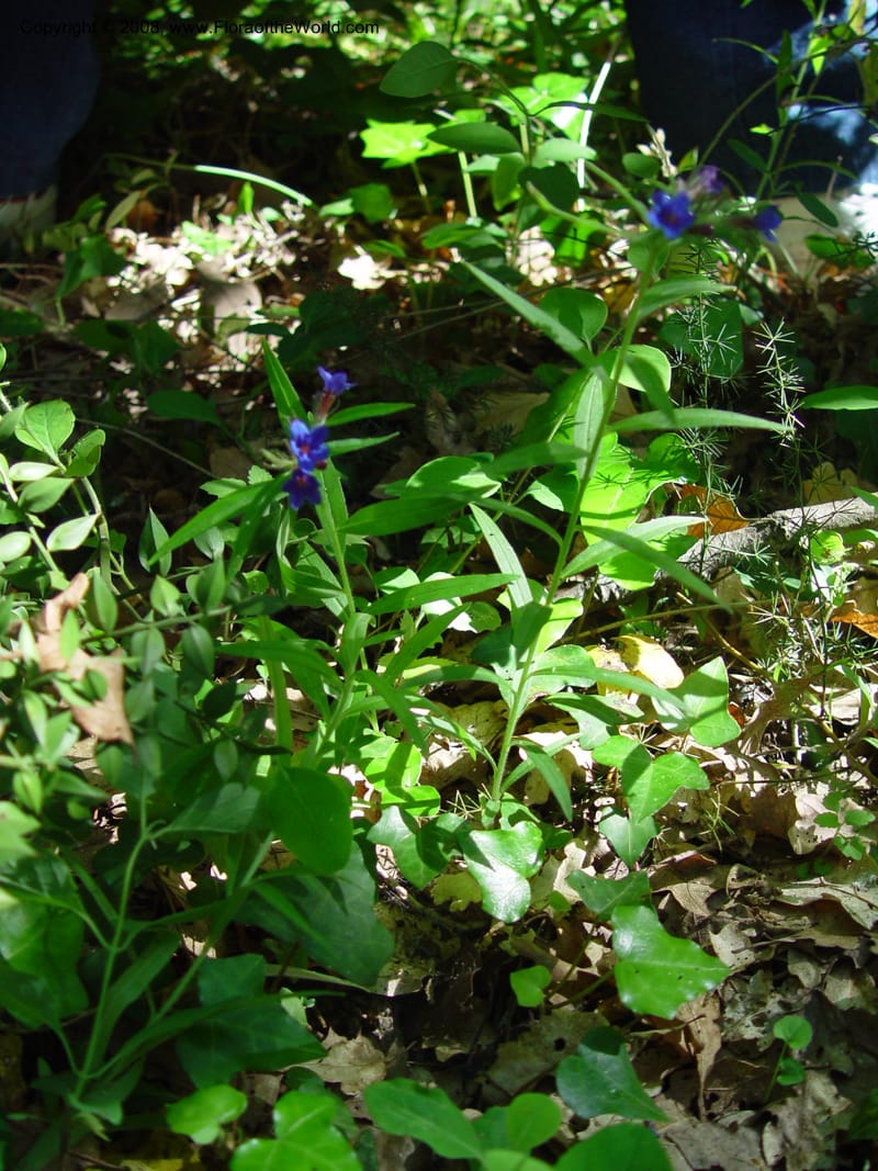 Anchusa italica--Italy. Abruzzo. Res. Torino di Sangro. 5 May 03. 027.jpg