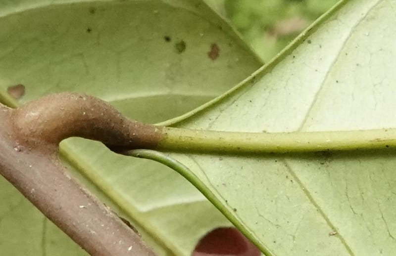 Aporrhiza, C. Davidson 13912--Gabon. M de C. Road past the cabins. 29 Oct 2018DSC09794 (109).JPG