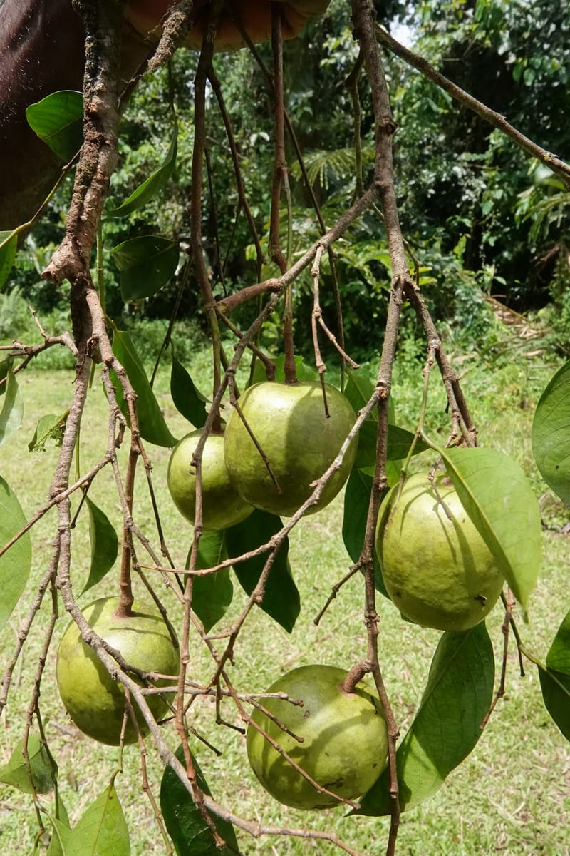 Irvingia gabonensis, C. Davidson 13929--Gabon. Missome Village. 31 Oct 2018. DSC00817 (117).JPG