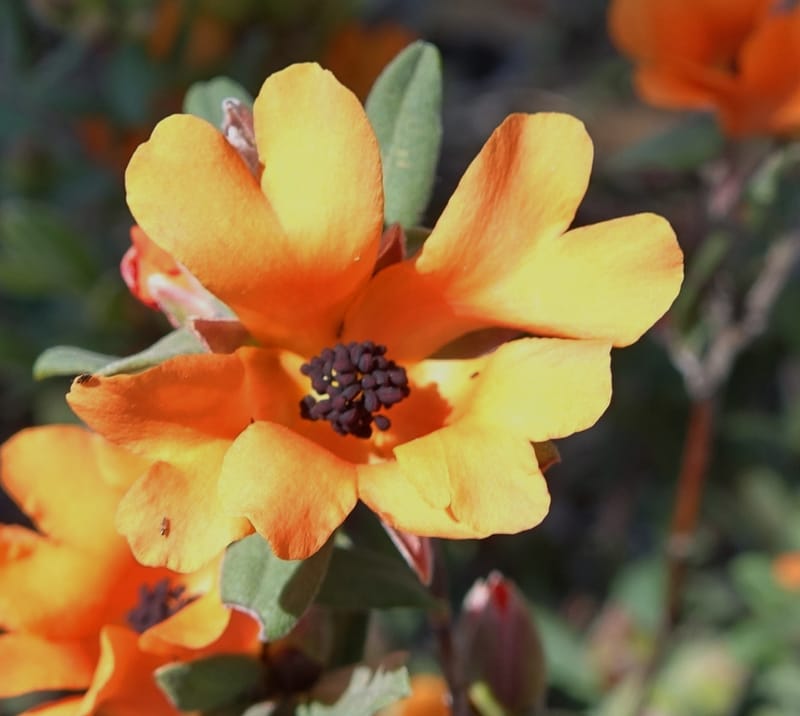 Hibbertia miniata, Davidson, C 13376--Australia. W.A. Flora Rd. 22 Oct 2016. DSC03739 (8).JPG