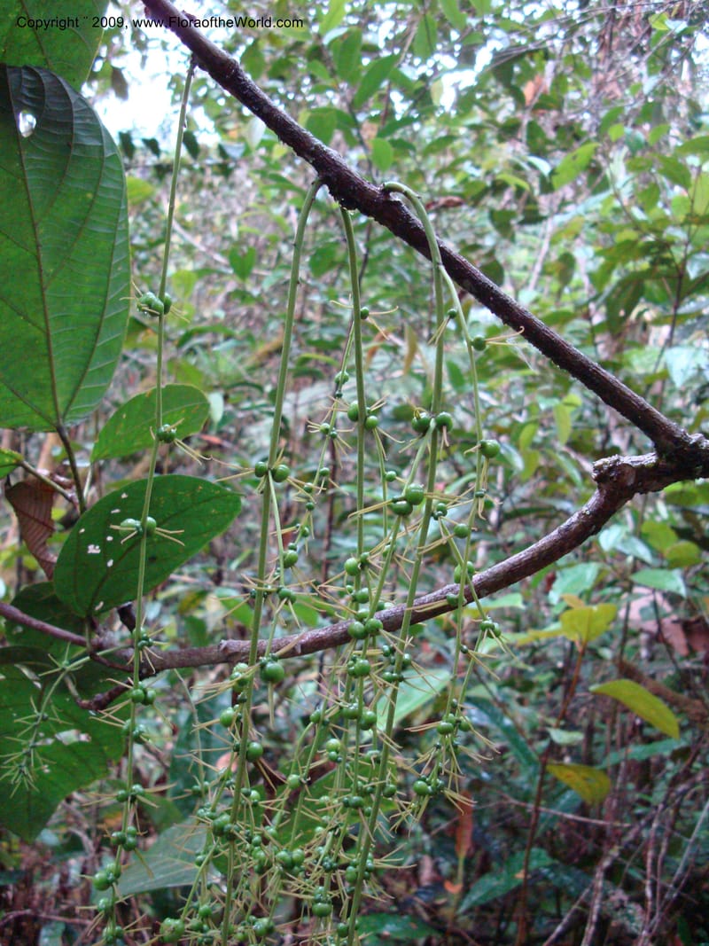 Alchornea, D. Neill 15916--Ecuador.Prov.ZamoraC.WawaimePlotEcuacorriente 22 Sep 2007 338 (5).jpg