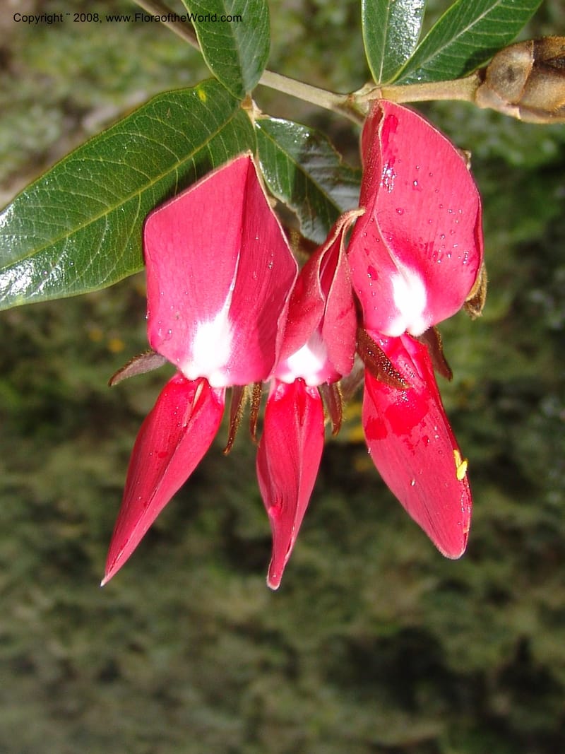Collaea speciosa, AAraujoM2869--Bolivia. Pq. Nal. Apolobamba. E of Charazani. 16 Sep 06.  179.jpg