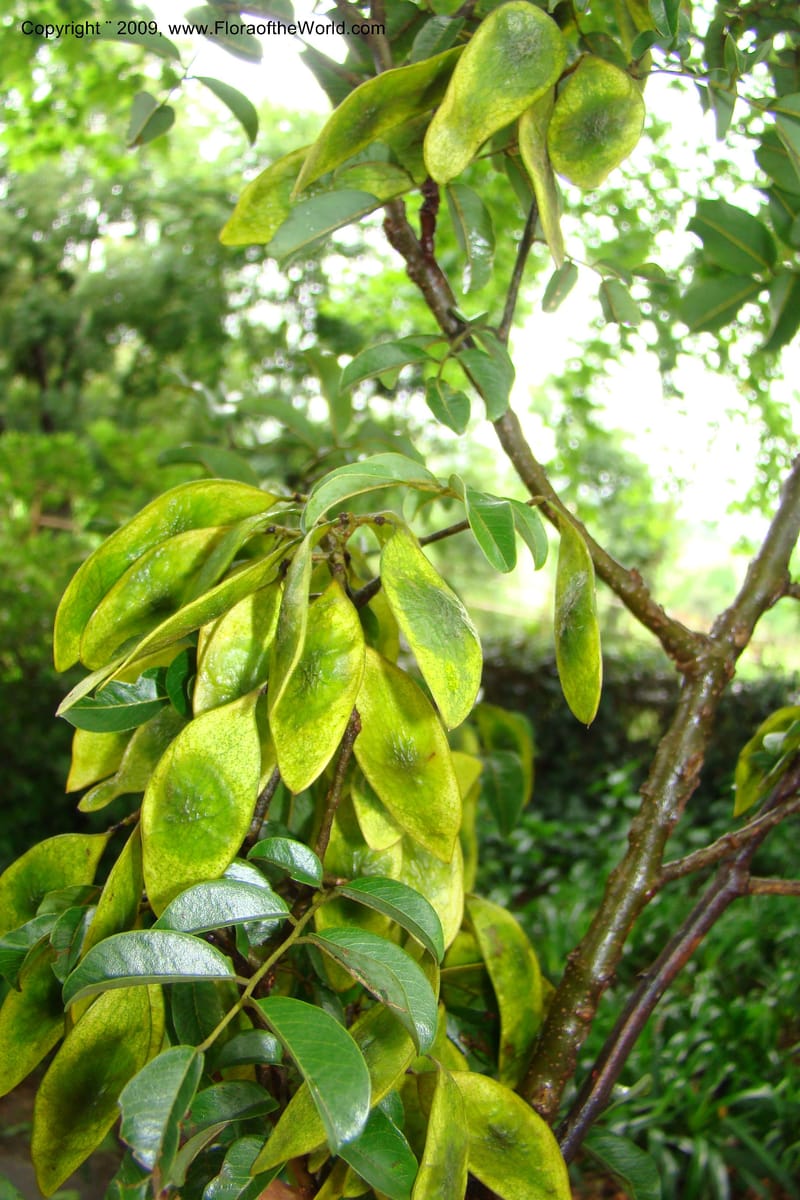 Dalbergia, Z. Rogers 1359--South Africa. KwaZulu-Natal. 29 Jan 09. 026.jpg