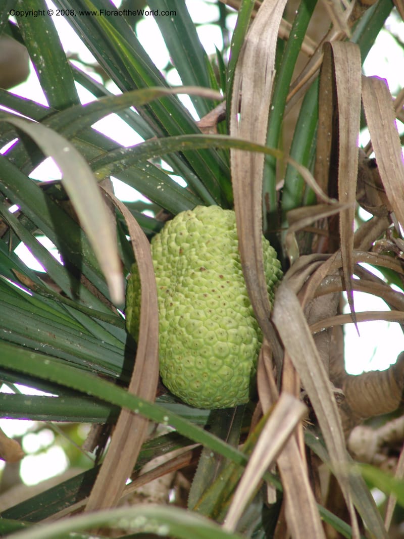 Pandanus--Madag. Antananarivo. Parc Bot. Zool. Tsimbazaza. 25 Jan 06. 112.jpg