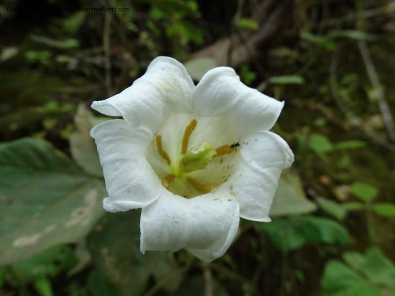 Euclinia longiflora, Davidson, C 12348--Cameroon. Ekondo Titi to Ekondo Nene. 21 Mar 2014. DSC02995 (41).JPG