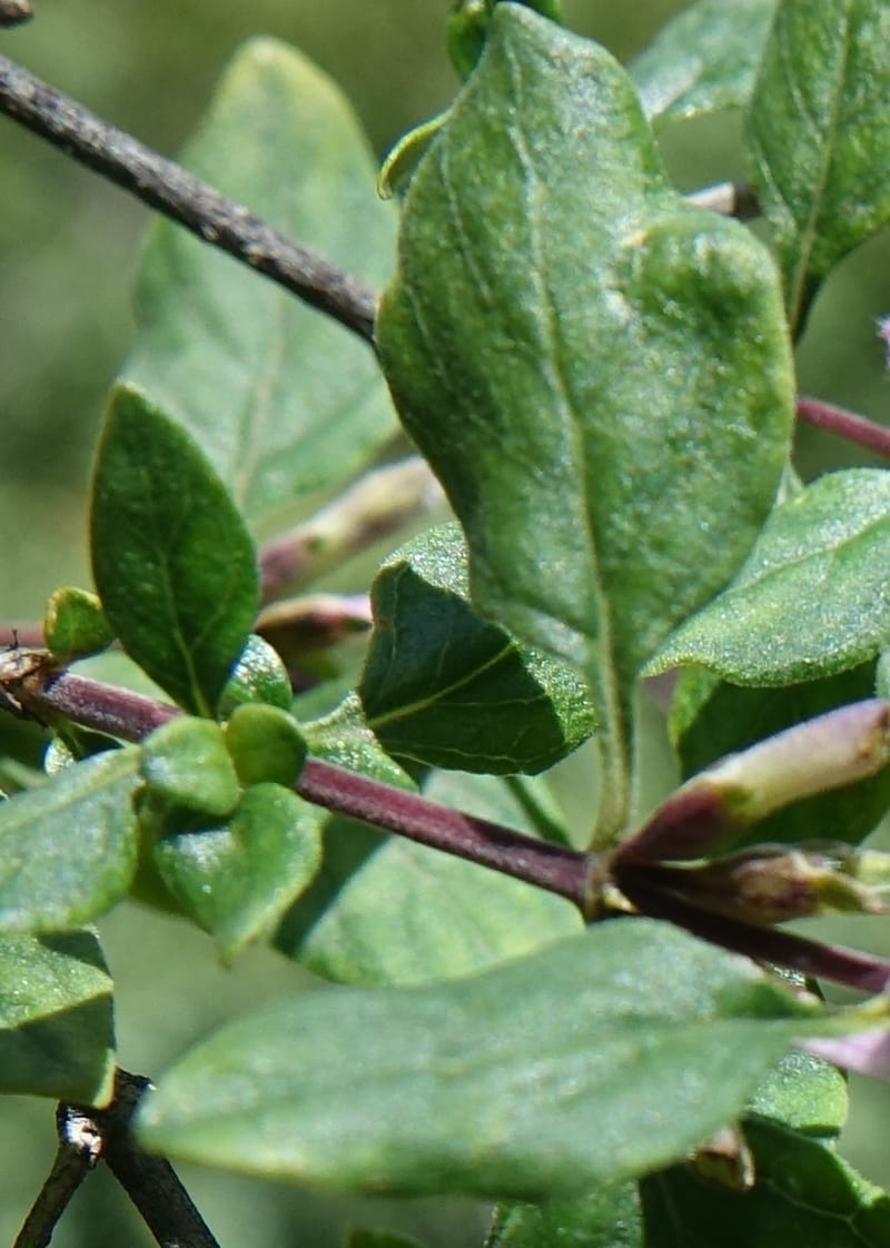 Leptodermis pilosa var. pilosa, D. Boufford 43996--China. Sichuan. Yibailingba-gou. 12 Aug 2017. DSC04660 (503).JPG
