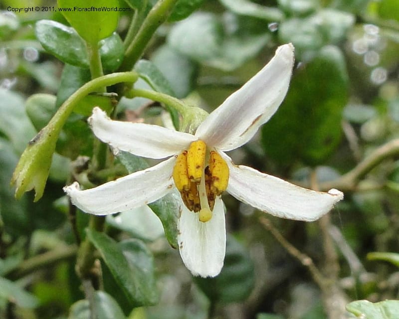 Solanum, Ulloa 1967--Ecuador. Pichincha. Old rd to Papallacta. 31 May 2011. 091 (15).jpg
