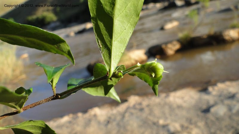 Rinorea angustifolia, N. Manjato 151--Madagascar. Mania River. 1 May 2010 159 (18).jpg