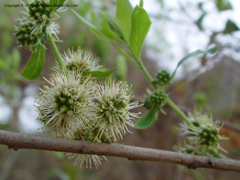 Combretum erythrophyllum--So. Africa. KwaZuluNatal. Hluhluwe Game Res.  Hilltop Ldg. 30 Sep 03. 005.jpg