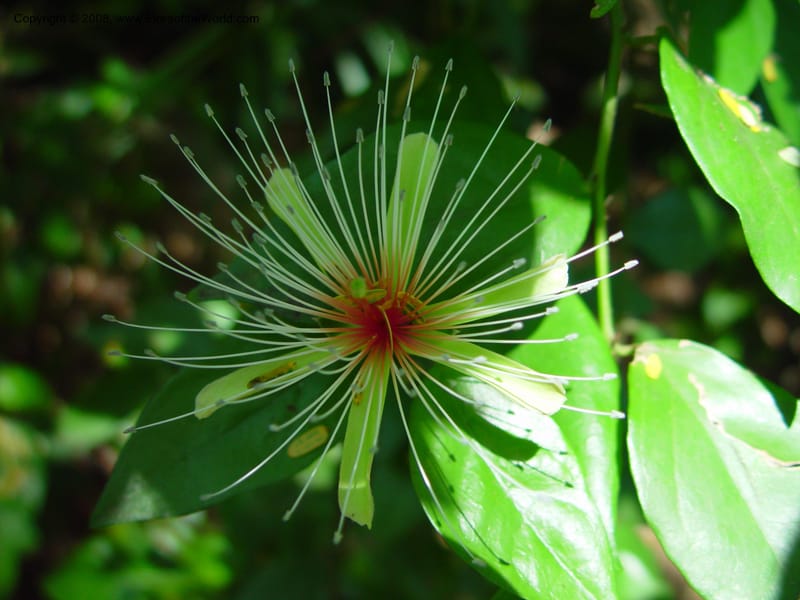 Capparis erythrocarpa--FL. Fairchild Bot. Gard. 6 Apr 03. 170.jpg