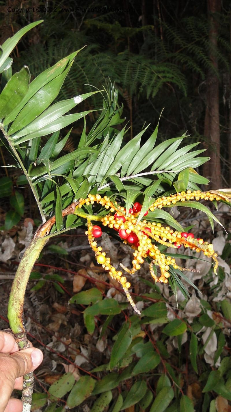 Dypsis, N. Manjato 197--Madagascar. E of Ambositra toward Antoetra. 2 May 2010 452.jpg