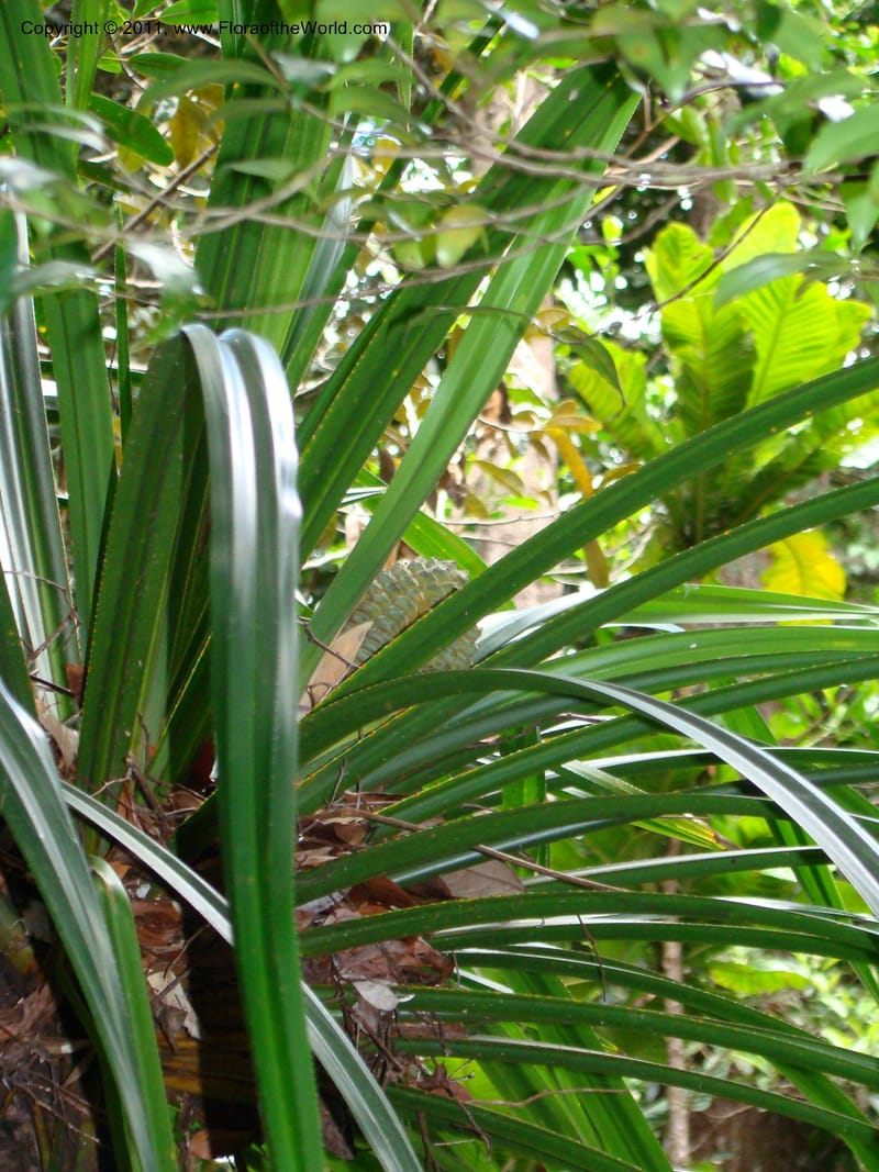 Pandanus balansae, M. Callmander 828--New Caledonia. Mont Dzumac road. 23 Jan 2010. 001 (585).jpg