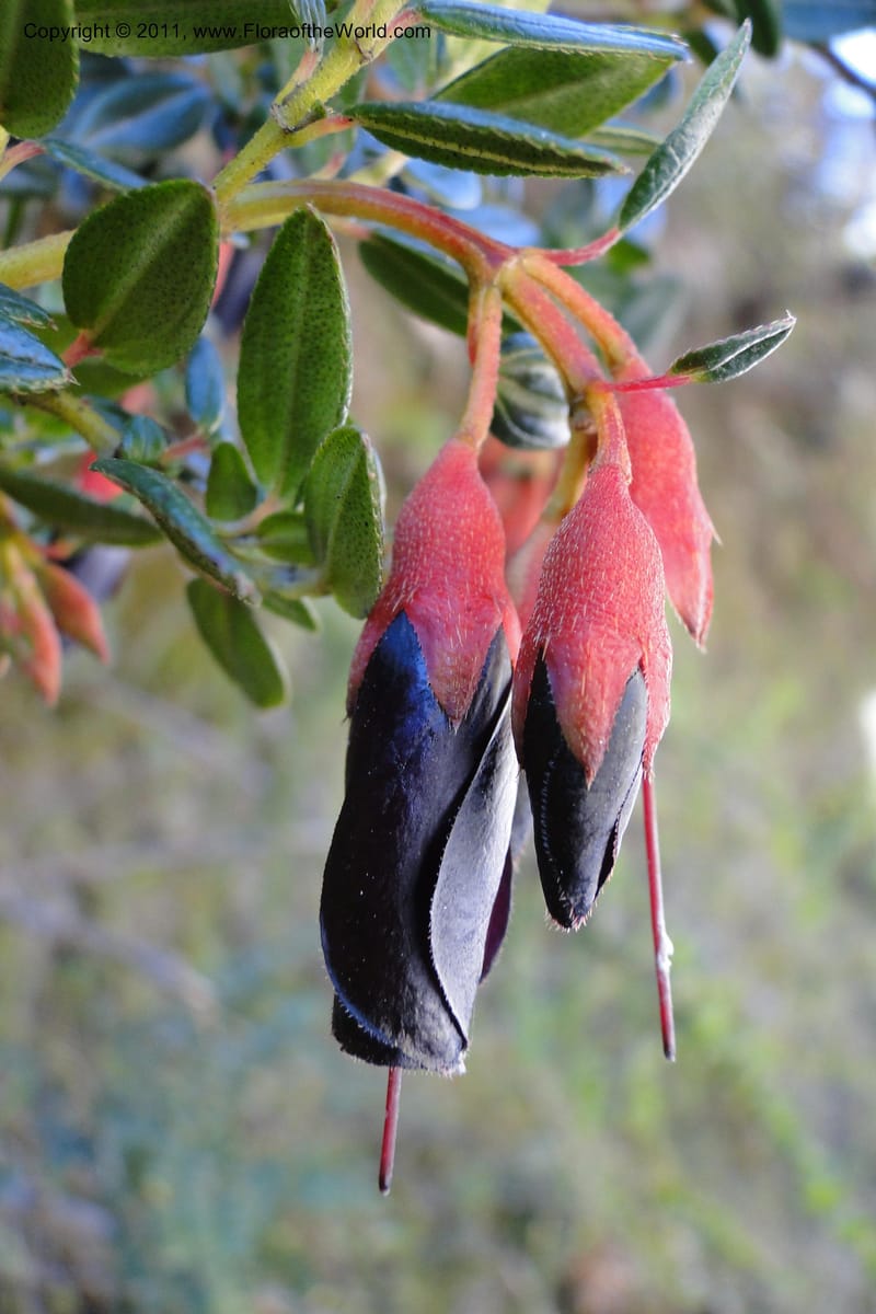 Brachyotum alpinum, Ulloa 2084--Ecuador. P. N. Sangay. 6 June 2011. 309 (16).jpg