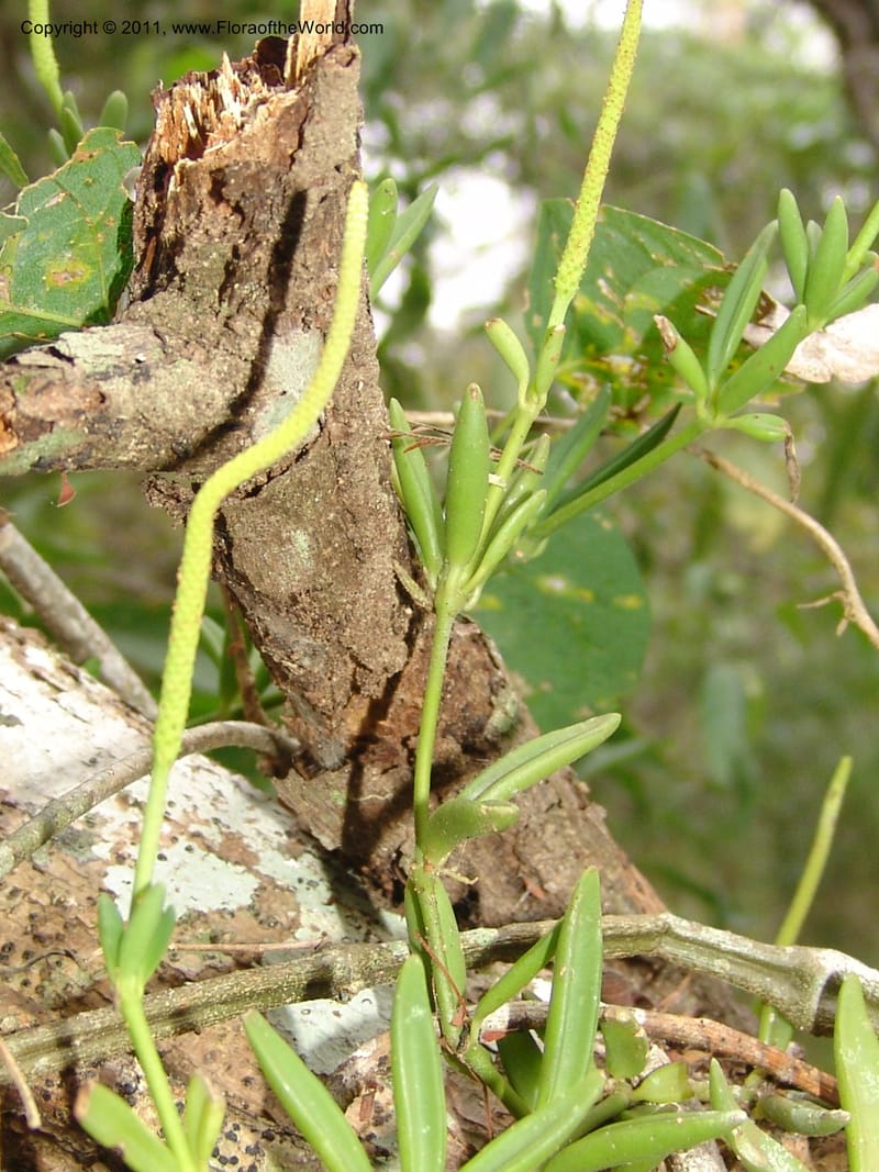 Peperomia bopiana, AraujoM2901--Bolivia. F. Tamayo. Rio Machariapu. 17 Sep 06. 135 (4).jpg
