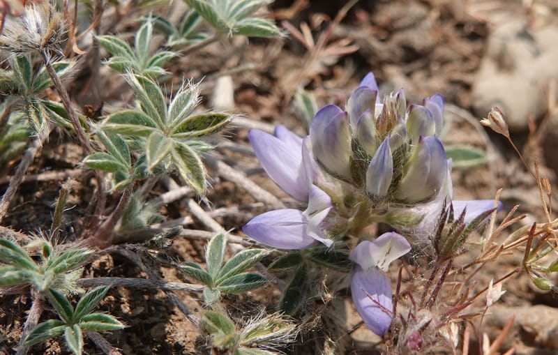 Lupinus lepidus var. lobbii, Davidson 14202--OR. Harney Co. Steens Mtn. July 2021. DSC09986 (538).JPG