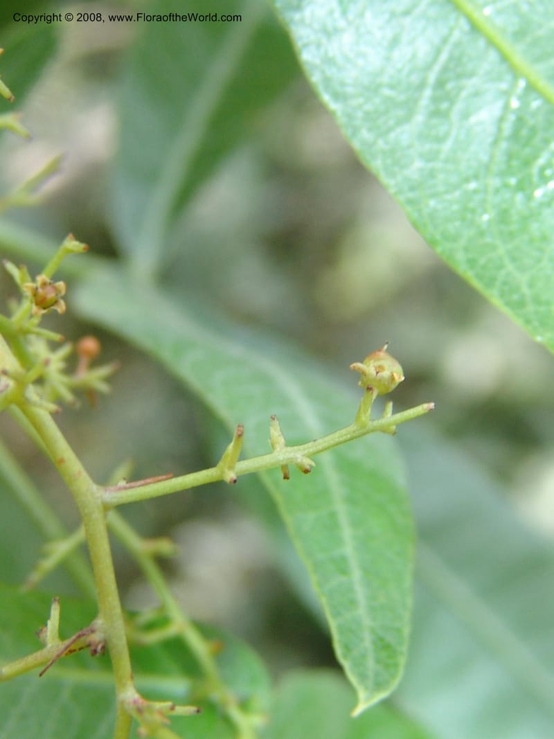 Rhus megalismontana ssp coddii--So.Africa. Lowveld Nat. Bot. Gard. 14 Mch 05. 169.jpg