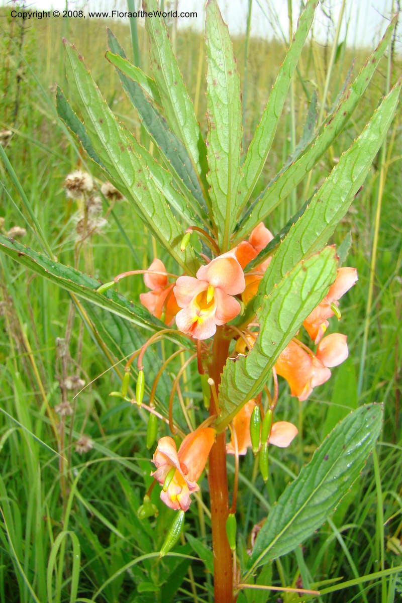 Impatiens cribbii, WKindeketa3028--Tanz. Makete Distr. Kitulo Nat. Pk. 25 Jan 08. 193.jpg