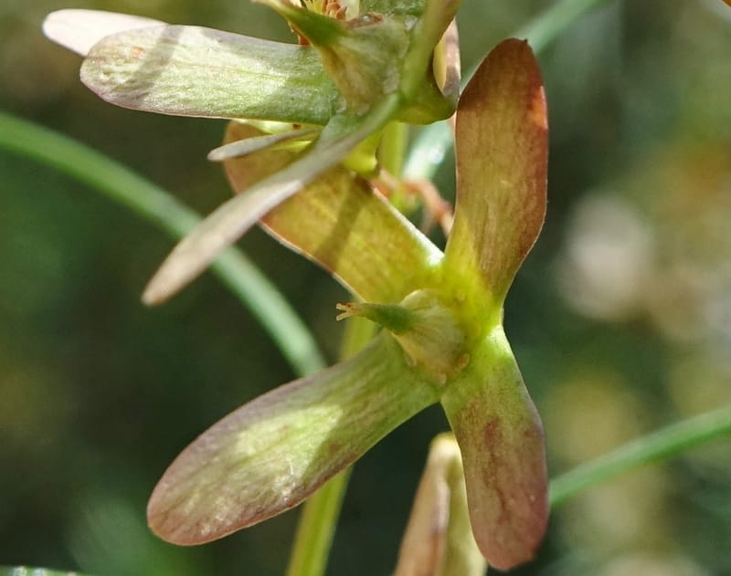 Aphanopetalum clematideum, Davidson, C 13444--Australia. W.A. Geraldton. Chapman River. 25 Oct 2016.  (34).JPG