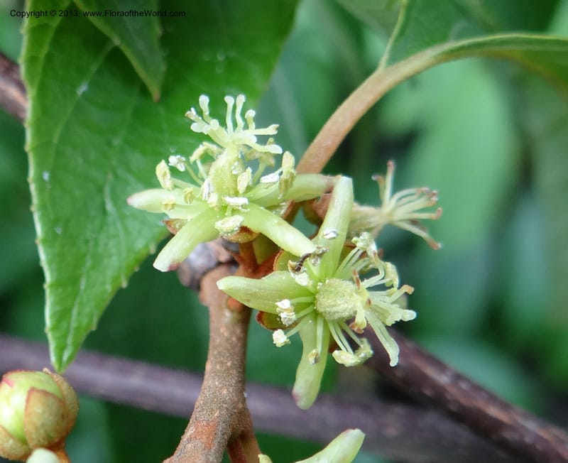 Actinidia lanceolata, Davidson, C 1205287--China. Zhejiang Prov. Shunxi Village. 28 May 2012. DSC00348 (94).JPG
