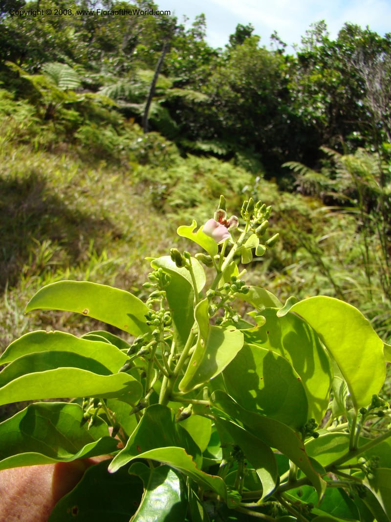 Agatea rufotomentosa, JMunzinger4707--New Caledonia. Mandjelia. 13 Nov 07. 125.jpg