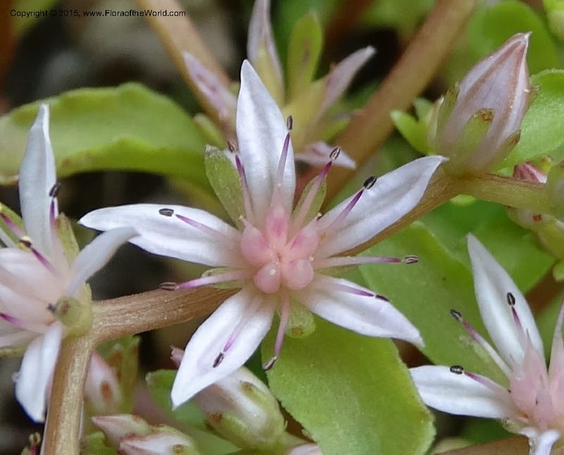 Sedum stoloniferum, Davidson, C 12504--Georgia (Caucasus). Koslitavi, branch of Merisi Gorge. 11 Jun 2014. DSC08456 (427).JPG